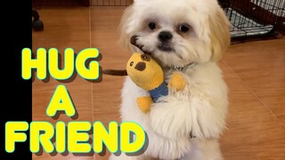 Cute Shih Tzu Puppy Knows How To Hug His Friend