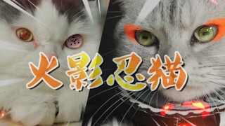 【敖弟】当我家猫看《火影》入魔后！