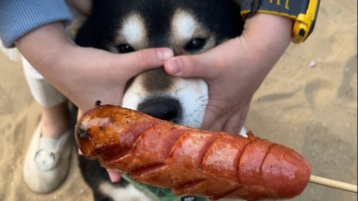 Peliharaan Imut|Anjing Makan Sate Tusuk
