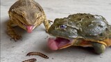 Bullfrog: This Lizard Is a Bully!