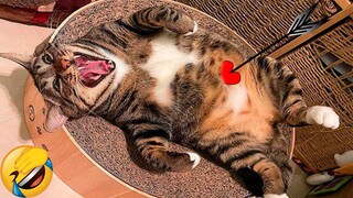 Best Funny Animal Videos Of The 2023 🤣 - Funniest Cats And Dogs Videos 😺😍