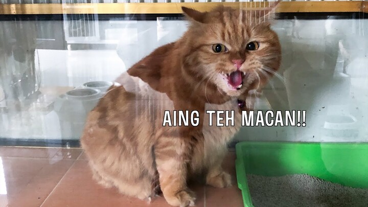 ENYO IS BACK! Adaptasi Kucing di Tempat Baru