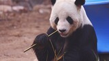 [Hewan]Panda Gu Gu sedang sarapan