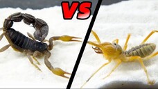 Camel spider VS poisonous scorpion 避日蛛 VS 毒蠍子,看看誰更強大?