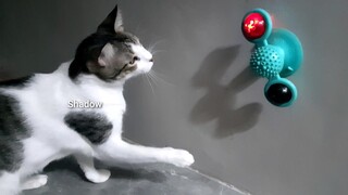 My cats try to stop the interactive spinning windmill cat toy