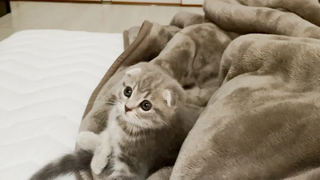 ลูกแมวที่ฉันอดไม่ได้ที่จะนอนด้วย น่ารักเกินไป Scottish Fold Lulu