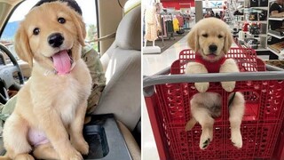 Funniest & Cutest Golden Retriever Puppies 39- Funny Puppy Videos 2019
