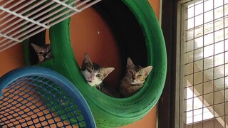 3 little cat resting in bed cave