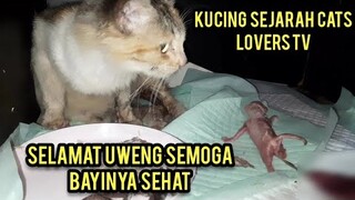 Momen Gembira Saat Kucing Uweng Melahirkan Ini Kucing Sejarah Cats Lovers Tv