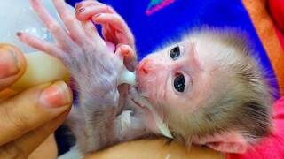 Milk Is Life!! Drinking milk is the first task for tiny handsome boy Luca after waking up