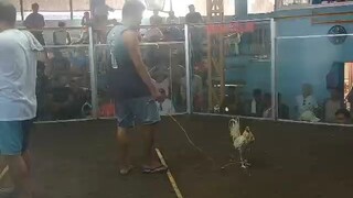 CBR-2 wins double champion mga idol, pang apat na fight panalo parin🐓