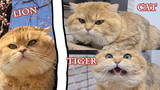 [สัตว์]การฝึกแมวสีส้มแสนสนุก