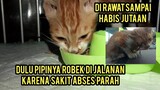 Subhanallah Anak Kucing Jalanan Ini Sampai Nangis Melihat Makanan Banyak Dan Dapat Tempat Tinggal..!