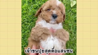 เพื่อนตัวน้อยแสนซน : เจ้าขนปุยสุดดื้อแสนซน