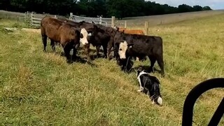 Didik pendatang baru tentang cara mematuhi aturan hidup di sini#border collie#anjing#hewan peliharaa