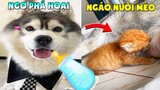Thú Cưng Vlog | Ngáo Và Ngơ Ham Ăn #20 | Chó ngáo Husky vui nhộn | Smart dog husky pets | Ngáo Baby