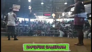 CANADIAN TRIO 4stag RAPIDFIRE GF (win) Vs AJJD Championship fight