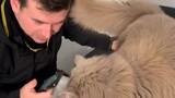 German neighbor says he doesn’t like cats…
