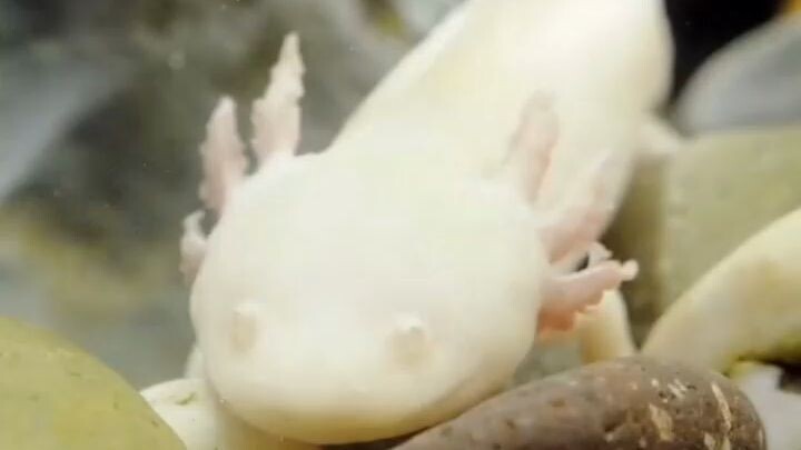 Axolotl (Ambystoma mexicanum)