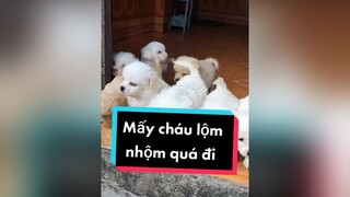 Mấy cháu lộm nhộm quá. cunyeucuadua chó chócon chókhôn chócute xuhuong fyp