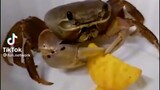crab eats you in Russia
