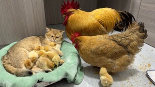 Ayam jantan dan ayam betina terpana melihat pemandangan di depan mereka