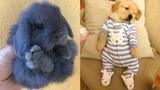 Cute baby animals Videos Compilation cutest moment of the animals - Soo Cute! #94