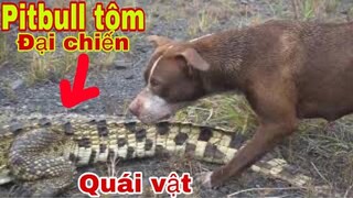 Săn Bắt Ẩm Thực Vùng Cao Huấn Luyện Chó Săn Pitbull Tôm Đối Đầu Cá Sấu Chúa| Tường Vy Vlog