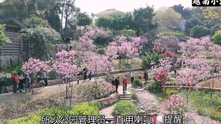 ĐƯỜNG ĐI BỘ TRÊN KHÔNG ở Trung Quốc_ 跟小潘一起去空中步行道看梦里中的樱花_ Cuộc Sống ở Trung Quốc