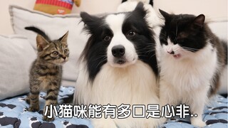 小猫咪能有多口是心非呢？