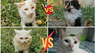 Battle of the year (Who's gonna win?)