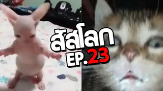 รวมมิตรแมวโคตรโง่ (พากย์นรก) รวมมิตรสัตว์ฮา ep23