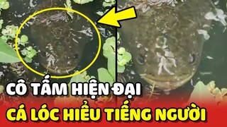 Cô Tấm phiên bản hiện đại nuôi CÁ LÓC biết HIỂU TIẾNG NGƯỜI 😮 | Yêu Lu