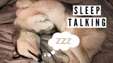 Dog Sleep Talking (HILARIOUS)