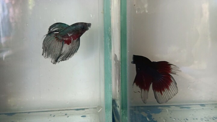 Betta mode