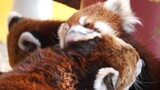 This Red Panda grooms his wife everyday