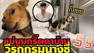 หมูทะหัวเราะฮาหนักมาก วีรกรรมนางแป๊ปซี่ OMG! สุดฟีคตอนจบแม่บูมกรี๊ดคาบ้าน