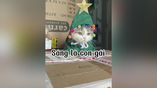 Sáng là con gái ạ 😂😂😂 mèo cat