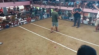 pula sa atin mga boss ( bulag ) vs puti galing farm