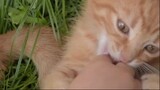 Kitten Meowing- Sound Effects