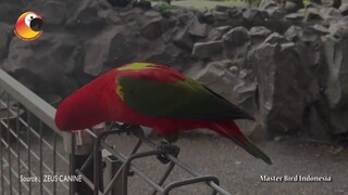 Kasturi Ternate atau Nuri Ternate