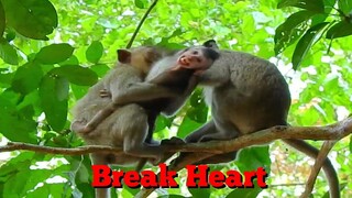 Break Heart, Baby Monkey Cry Very Scare Kidnapper Monkey Mistreat, Kidnapper Care Baby In Chest