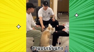 เรื่องตลกสุดฮา : ฮาแบบเน้นแกง