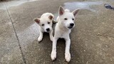 [Động vật]Dắt hai cún cưng đi dạo
