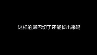 这样的尾巴 切了还能长出来吗？ ， ，  ，歌曲结尾