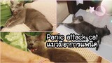 Panic Attack Cat เมื่อแมวมีอาการแพนิคตื่นตระหนก​อารมณ์​กลัวยังค้างอยู่ กอดกกประคมประหงมโอ๋แมวทั้งคืน