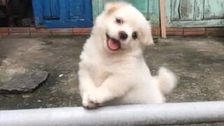 "Anjing reparasi ini...membuatku bahagia selama beberapa hari!!"