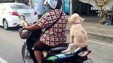 สุดยอดการแสดงเหมือนมนุษย์ 🔴 การรวบรวมวิดีโอสุนัข การรวบรวมวิดีโอสุนัข การรวบรวมวิดีโอสุนัข
