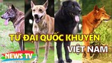 "Tứ Đại Quốc Khuyển" của Việt Nam gồm những giống chó quý hiếm nào?