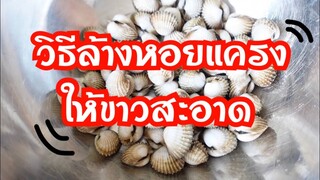 วิธีล้างหอยแครงให้ขาวสะอาด ไร้กลิ่นคาว |บ้านน้ำยำ สร้างอาชีพ